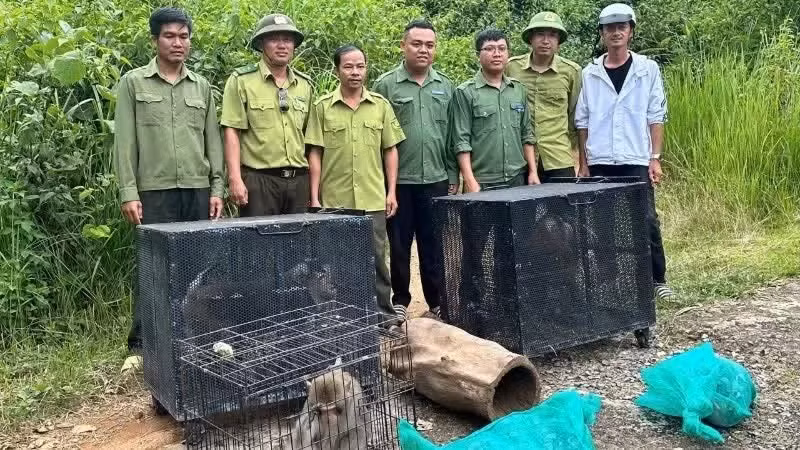 Le Centre de conservation des éléphants, de sauvetage des animaux et de protection forestière de la province de Dak Lak, en coordination avec plusieurs unités, transporte des animaux sauvages rares vers le Parc national de Chu Yang Sin afin de les réintroduire dans leur milieu naturel.