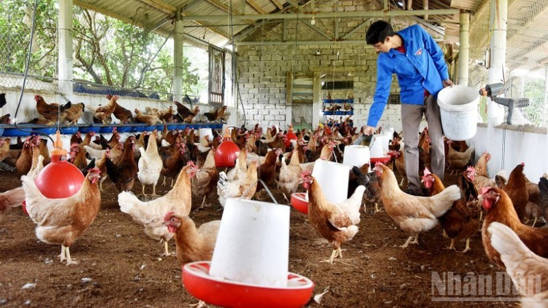 Selon le rapport du ministère de l’Agriculture et de l’Environnement, le cheptel de volailles a augmenté de 3,6 % au cours des huit premiers mois de 2025.