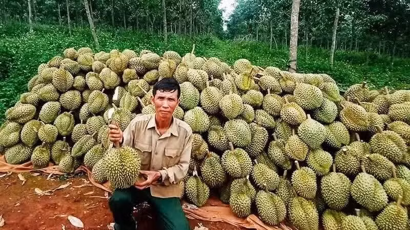 Récolte de durians destinés à l’exportation.