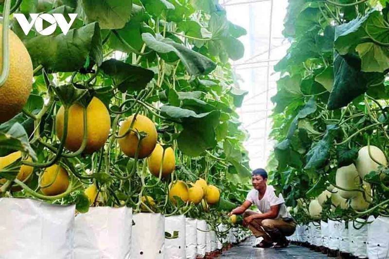 Les produits agricoles à haute technologie se développent désormais à grande échelle dans la province de Lai Chau.