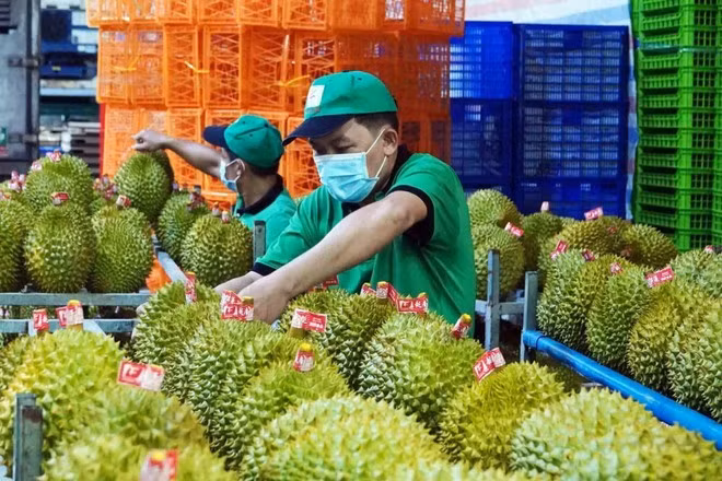 Des étiquettes électroniques d’authentification seront délivrées et apposées sur les lots de durian répondant aux critères requis. Photo: VNA
