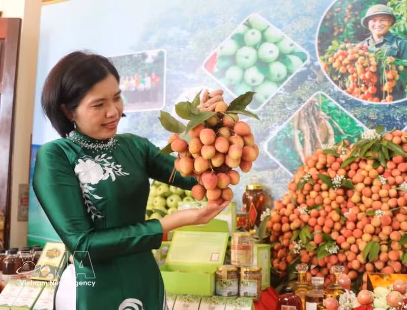 La province septentrionale de Bac Ninh a enregistré plus de 2.623 milliards de dôngs (environ 99,5 millions de dollars) de revenus tirés du litchi dès le début de la campagne de récolte 2026. Photo: VNA 