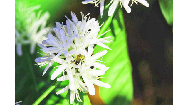 Contempler les fleurs de caféier du Tây Nguyên ảnh 3 Contempler les fleurs de caféier du Tây Nguyên ảnh 3