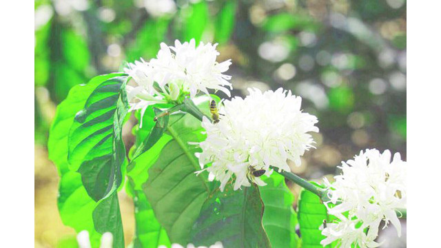 Contempler les fleurs de caféier du Tây Nguyên ảnh 6 Contempler les fleurs de caféier du Tây Nguyên ảnh 6