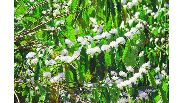 Contempler les fleurs de caféier du Tây Nguyên ảnh 1 Contempler les fleurs de caféier du Tây Nguyên ảnh 1