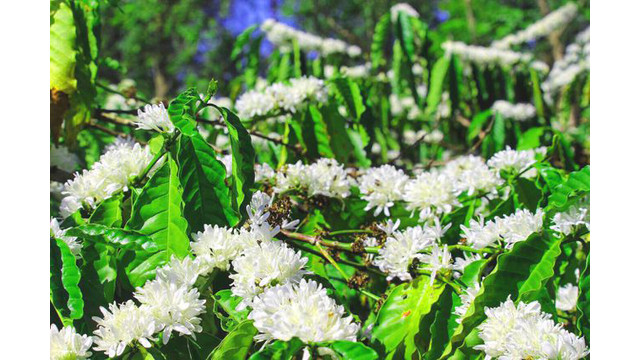 Contempler les fleurs de caféier du Tây Nguyên ảnh 2 Contempler les fleurs de caféier du Tây Nguyên ảnh 2