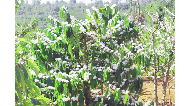 Contempler les fleurs de caféier du Tây Nguyên ảnh 5 Contempler les fleurs de caféier du Tây Nguyên ảnh 5