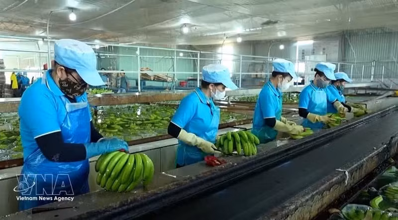 Des ouvrières du groupe Hoàng Anh Gia Lai trient et prétraitent des bananes pour l'exportation. Photo: VNA