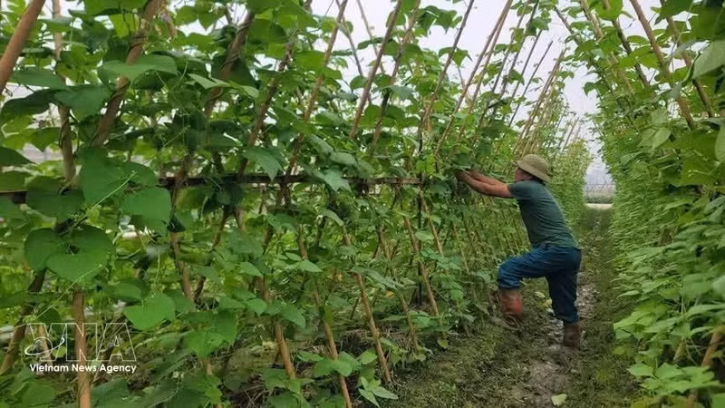 Production de légumes biologiques dans la commune de Trung Gia, à Hanoï. Photo : VNA