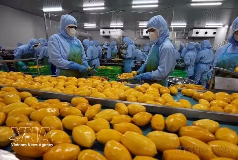 Transformation de produits agricoles destinés à l'exportation par la société B'LaoFood. Photo : VNA.
