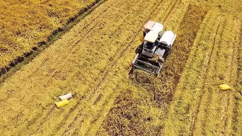 La rescolte du riz dans le delta du Meskong. Photo: NDEL
