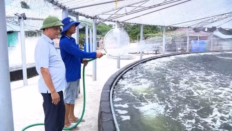 L’élevage des crevettes à la coopérative d'aquaculture verte de Dong Ngu, Quang Ninh. Photo : HAI HA.