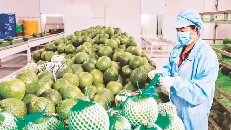 Conditionnement de pomelos pour l'exportation chez Vina T&T Group Company. Photo : MINH ANH