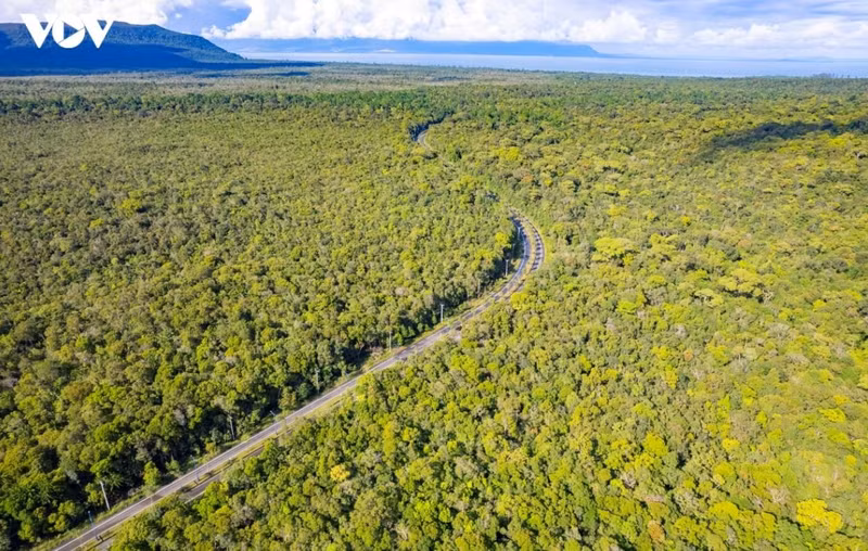 Forêts de Phu Quoc. Photo : VOV