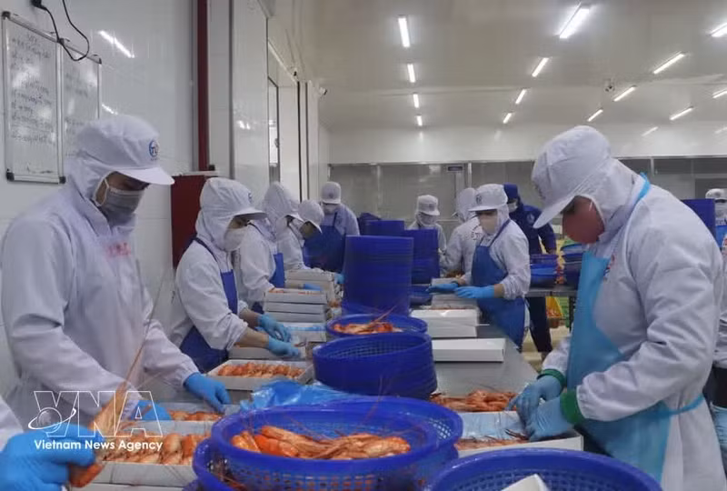 Transformation des crevettes d’eau douce destinée à l’exportation. Photo : VNA.