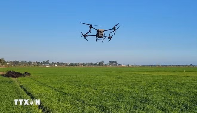 Intégration des drones dans la production agricole intelligente. Photo : VNA.