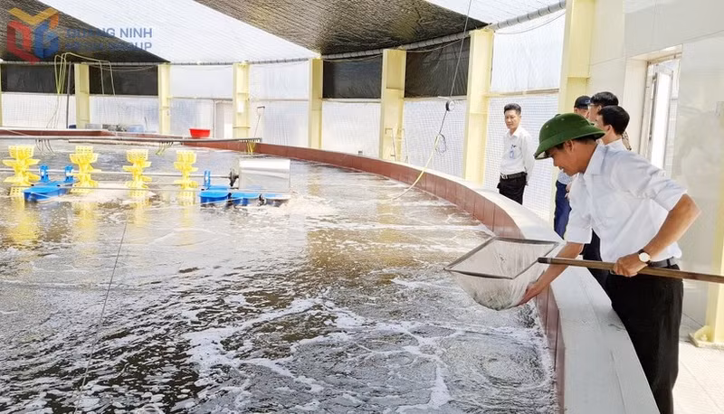 La Coopérative de d'élevage de crevettes de haute technologie de Câm Pha fournit annuellement entre 450 et 500 tonnes de crevettes à pattes blanches au marché. Elle dispose désormais de codes d'identification pour la traçabilité de l'élevage, facilitant les futures exportations, et prévoit une expansion à 120 hectares avec un capital d'investissement d'environ 2 000 milliards de dôngs, visant la création de 800 emplois. Photo. bqoauqngninh.vn