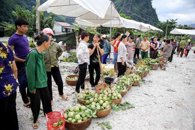 Lang Son: Plein d’animation sur le marché des pommes cannelles le plus grand du pays ảnh 1