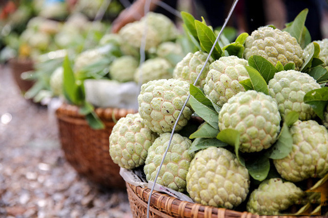 Lang Son: Plein d’animation sur le marché des pommes cannelles le plus grand du pays ảnh 10