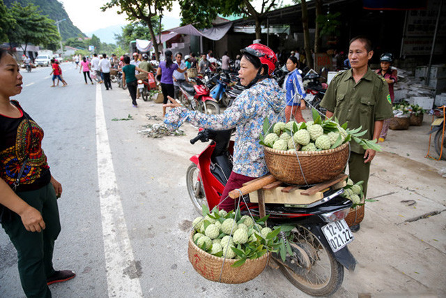 Lang Son: Plein d’animation sur le marché des pommes cannelles le plus grand du pays ảnh 2 Lang Son: Plein d’animation sur le marché des pommes cannelles le plus grand du pays ảnh 2