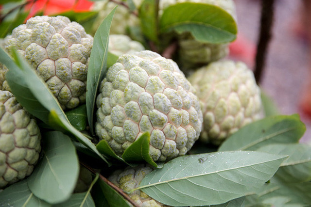 Lang Son: Plein d’animation sur le marché des pommes cannelles le plus grand du pays ảnh 3