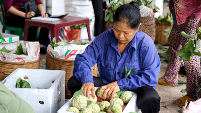 Lang Son: Plein d’animation sur le marché des pommes cannelles le plus grand du pays ảnh 7 Lang Son: Plein d’animation sur le marché des pommes cannelles le plus grand du pays ảnh 7