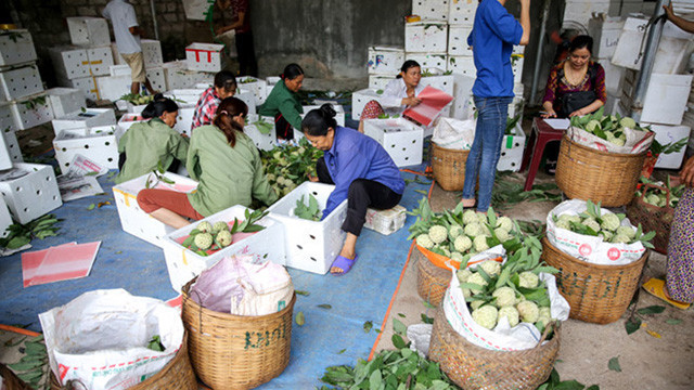 Lang Son: Plein d’animation sur le marché des pommes cannelles le plus grand du pays ảnh 6 Lang Son: Plein d’animation sur le marché des pommes cannelles le plus grand du pays ảnh 6