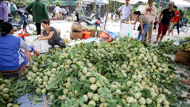 Lang Son: Plein d’animation sur le marché des pommes cannelles le plus grand du pays ảnh 8 Lang Son: Plein d’animation sur le marché des pommes cannelles le plus grand du pays ảnh 8