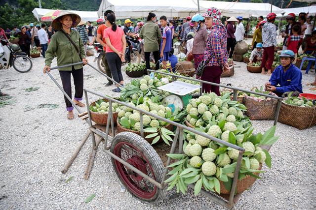Lang Son: Plein d’animation sur le marché des pommes cannelles le plus grand du pays ảnh 5