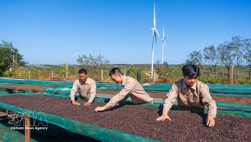 Le processus de production de café chez l’EURL de café Ngon Avatar Gia Lai répond aux exigences pour l'exportation officielle vers le marché néo-zélandais et plusieurs pays européens. Photo : VNA.