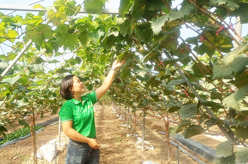 Pham Thi Huong, fondatrice de la coopérative agricole biologique Thai Binh. Photo : https://vnbusiness.vn/