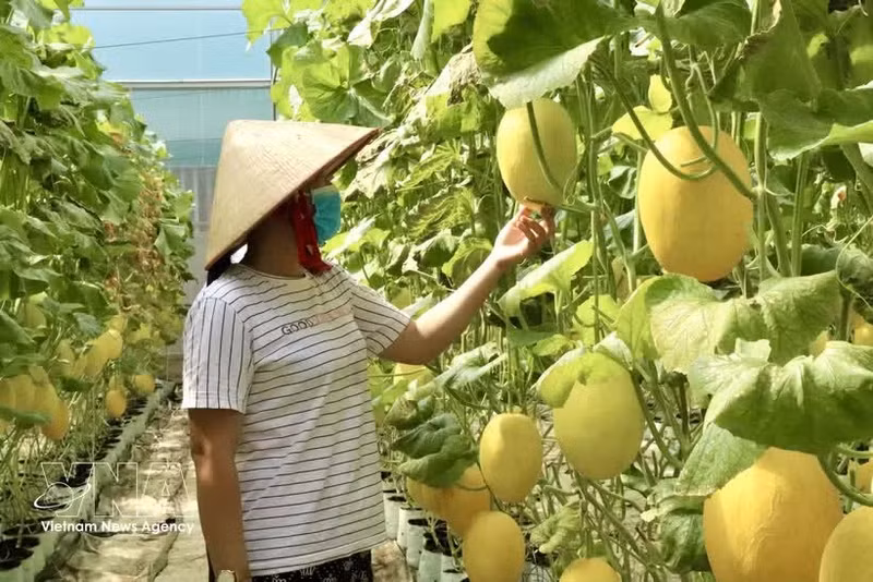 Au cours des quatre premiers mois de l’année 2026, le secteur agricole vietnamien a maintenu une trajectoire de croissance stable. Photo: VNA.