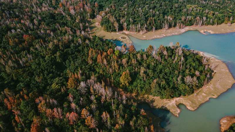 Une vaste forêt d'érables. Photo : vietnamnet.vn
