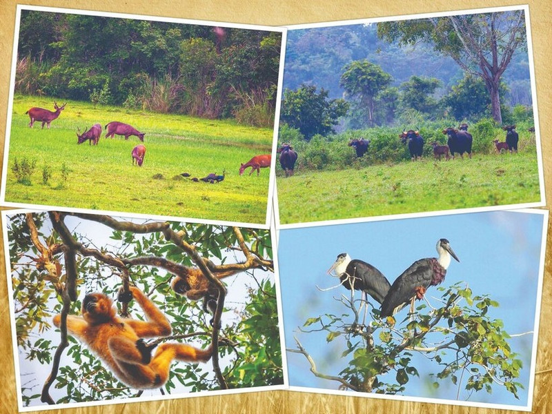 Animaux dans le Parc national de Cat Tien. Photo : VNA.