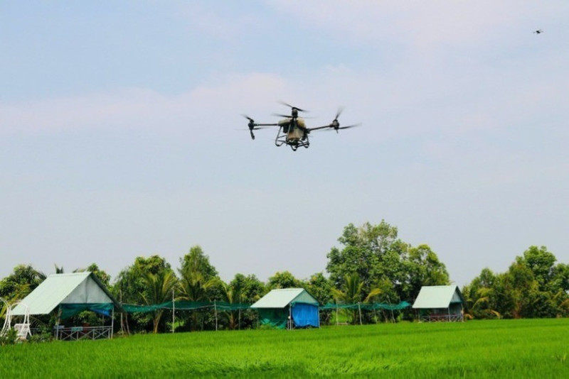 L'utilisation de drones pour pulvériser des pesticides dans le district de Thap Muoi, province de Dong Thap. Photo : NDEL