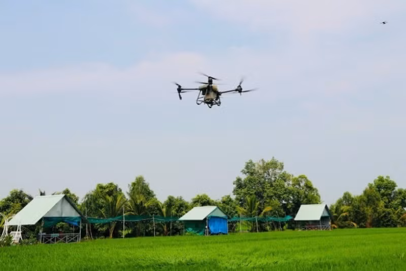 L'utilisation de drones pour pulvériser des pesticides dans le district de Thap Muoi, province de Dong Thap. Photo : NDEL