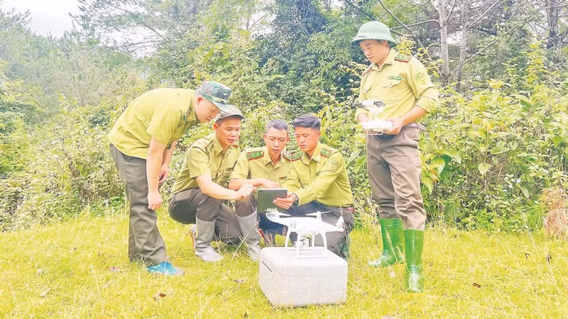 L’application des technologies numériques permet au secteur forestier de Son La d’accomplir efficacement ses tâches de gestion et de protection des forêts. Photo : NDEL