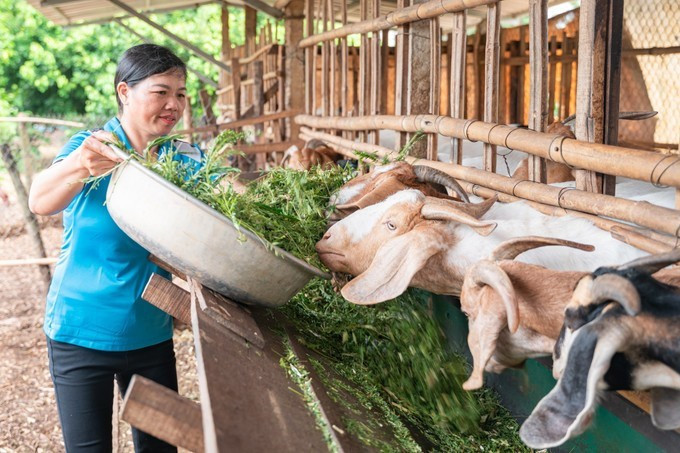 Lancé en décembre 2022, le projet a directement bénéficié à 5.260 agriculteurs, dont 60 % de femmes. Photo : VNA.