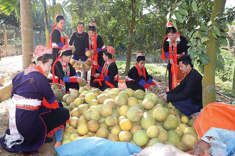 Conformément au décret n° 28, les ménages pauvres ou à faible revenu appartenant à des minorités ethniques ont droit à des prêts à taux préférentiels pour l'acquisition de terrains résidentiels et agricoles, etc. Photo : baodautu.vn