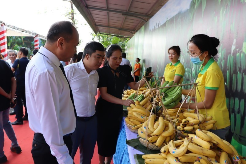 Les bananes sont l’un des produits à base de fruits du Vietnam ayant un grand potentiel d’exportation vers le Japon. Photo : NDEL.