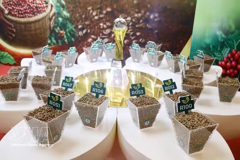 L’édition 2026 a enregistré une participation record avec 182 échantillons présentés par 81 producteurs issus de sept grandes régions caféières du pays. Photo: VNA