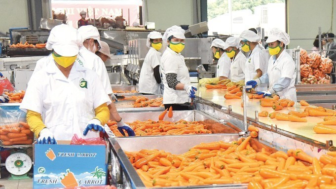 Transformation et conditionnement des carottes destinées à l'exportation à la coopérative Duc Chinh, commune de Tue Tinh, ville de Hai Phong. Photo : NDEL.