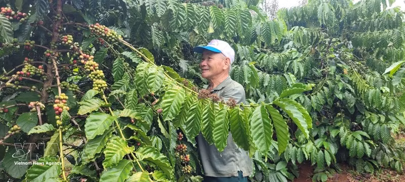 Le café est un produit d'exportation phare du Vietnam vers la Tunisie. Photo : VNA.