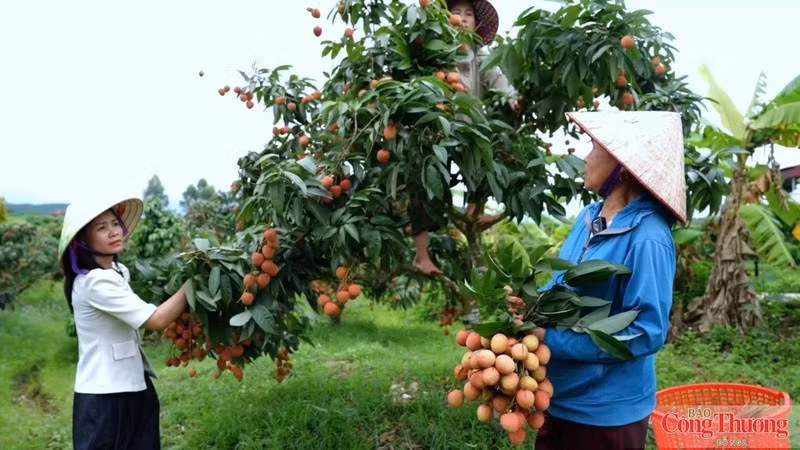 Les recettes issues du litchi et des services connexes dans la province de Bac Ninh ont atteint 9 000 milliards de dôngs en 2026, soit une augmentation d’environ 44,2 % par rapport à 2025. Photo : congthuong.vn