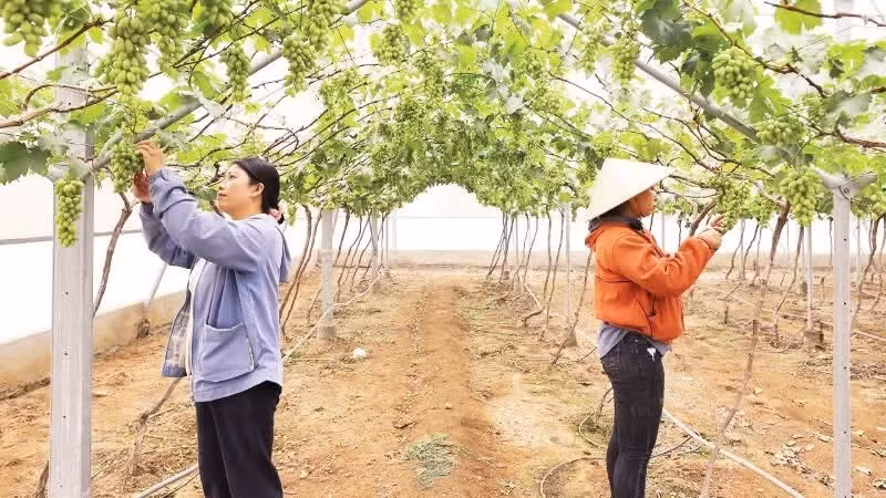 Dans le quartier de Do Vinh, province de Khanh Hoa, des agriculteuses récoltent le raisin. Photo : NDEL.
