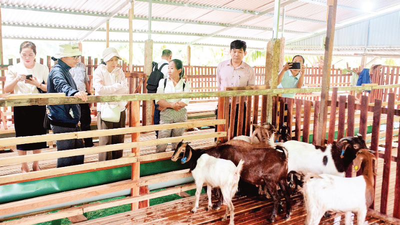 Un modèle d'élevage de chèvres pour créer des zones de matières premières associées à l'écotourisme dans la province de Khanh Hoa. Photo : NDEL.