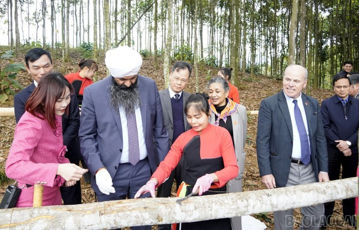 Le ministre canadien du Développement international, Randeep Sarai, découvre l’exploitation de produits issus du cannelier à Lào Cai, le 7 janvier 2026. Photo: baolaocai.vn