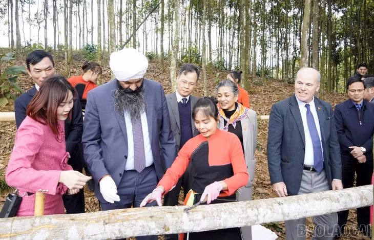 Le ministre canadien du Développement international, Randeep Sarai, découvre l’exploitation de produits issus du cannelier à Lào Cai, le 7 janvier 2026. Photo: baolaocai.vn