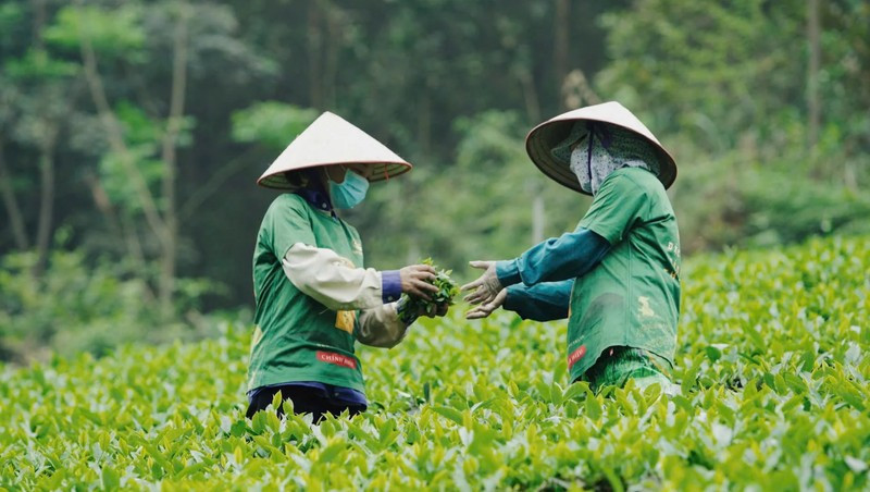 En janvier 2026, le Vietnam a exporté 12 390 tonnes de thé, soit une progression respective de 28 % par rapport à la même période de 2025. Photo : congthuong.vn
