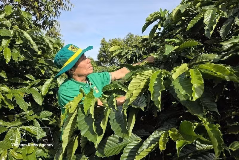 Un agriculteur s'occupe de sa plantation de café exploitée selon un modèle de culture intelligent. Photo : VNA.